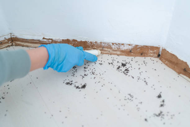 Best Pest Prevention Services  in Miami Gardens, FL